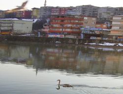 ALAPLI DA KUĞU İLGİ ODAĞI OLDU