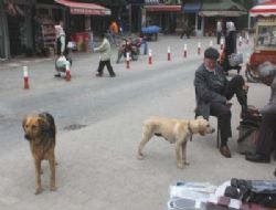 BAŞIBOŞ KÖPEKLER TEHLİKE SAÇIYOR