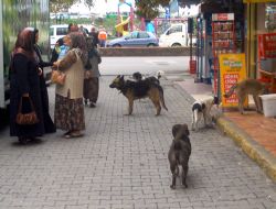 BAŞIBOŞ KÖPEKLER TEHLİKE SAÇIYOR