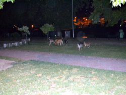 ATATÜRK PARKINI KÖPEKLER BASTI