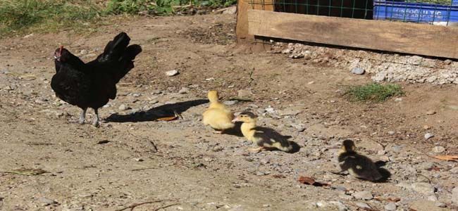 YAVRU YABAN ÖRDEKLERİNE TAVUK ANNELİK YAPIYOR